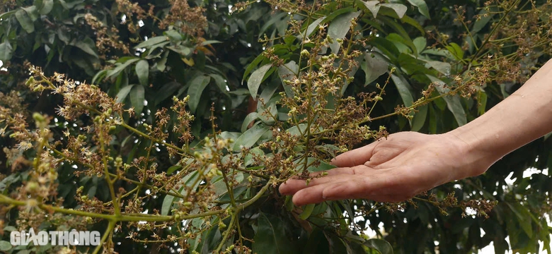 Cận cảnh mùa mật ngọt dưới tán vải thiều ở Bắc Giang- Ảnh 14. Cận cảnh mùa mật ngọt dưới tán vải thiều ở Bắc Giang- Ảnh 14.