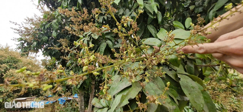 Cận cảnh mùa mật ngọt dưới tán vải thiều ở Bắc Giang- Ảnh 13. Cận cảnh mùa mật ngọt dưới tán vải thiều ở Bắc Giang- Ảnh 13.