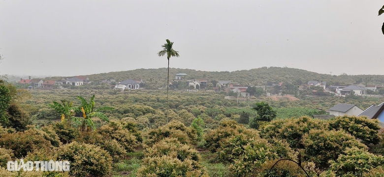 Cận cảnh mùa mật ngọt dưới tán vải thiều ở Bắc Giang- Ảnh 19. Cận cảnh mùa mật ngọt dưới tán vải thiều ở Bắc Giang- Ảnh 19.