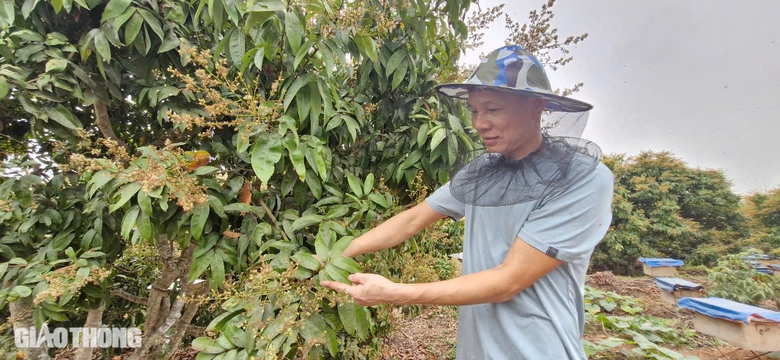 Cận cảnh mùa mật ngọt dưới tán vải thiều ở Bắc Giang- Ảnh 15. Cận cảnh mùa mật ngọt dưới tán vải thiều ở Bắc Giang- Ảnh 15.