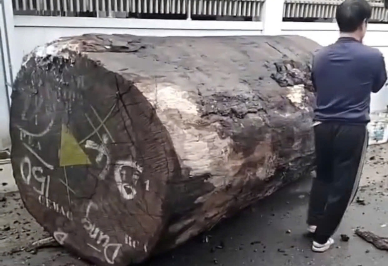 Khoảnh khắc khúc gỗ khủng rơi từ xe cẩu, cô gái ném xe máy bỏ chạy- Ảnh 2. Khoảnh khắc khúc gỗ khủng rơi từ xe cẩu, cô gái ném xe máy bỏ chạy- Ảnh 2.