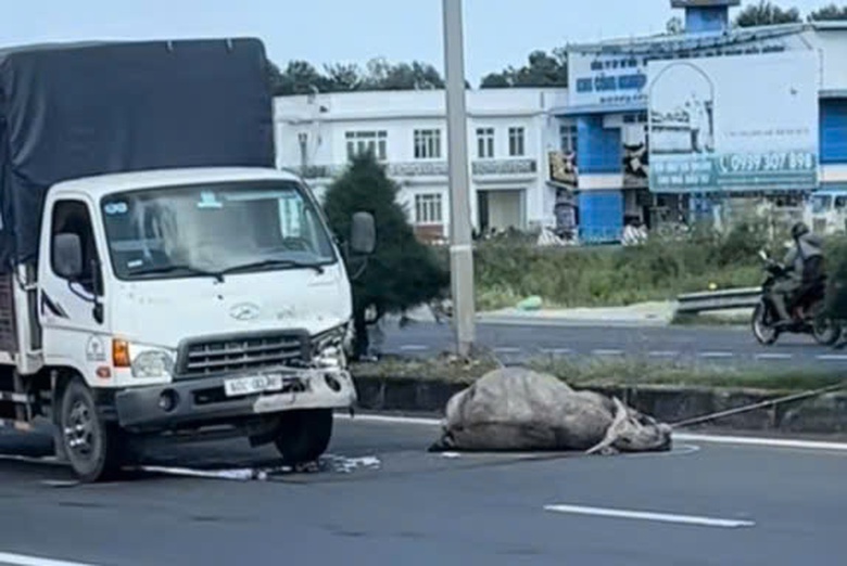 Xe tải chở thịt tr&acirc;u t&ocirc;ng chết con tr&acirc;u tr&ecirc;n đường dẫn cầu Cần Thơ- Ảnh 2.