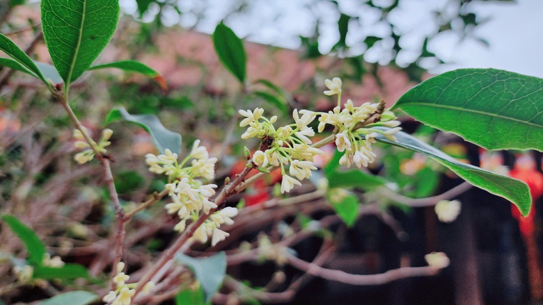 Kh&aacute;m ph&aacute; ng&ocirc;i ch&ugrave;a cổ nhất Việt Nam xuất hiện trong MV "Bắc Bling" của H&ograve;a Minzy- Ảnh 18.