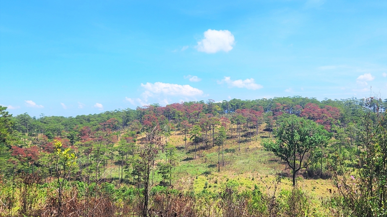 Gần 200 cây thông hàng chục năm tuổi chết vì bị đầu độc- Ảnh 1. Gần 200 cây thông hàng chục năm tuổi chết vì bị đầu độc- Ảnh 1.