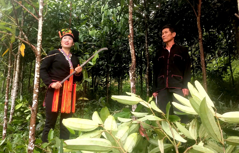 D&acirc;n bản x&acirc;y biệt thự, mua xe hơi nhờ c&acirc;y quế- Ảnh 2.