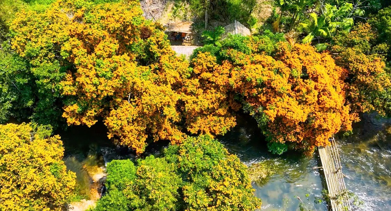 Hoa trang rừng rực rỡ, l&agrave;m xi&ecirc;u l&ograve;ng người tại l&agrave;ng miền n&uacute;i B&igrave;nh Định- Ảnh 1.