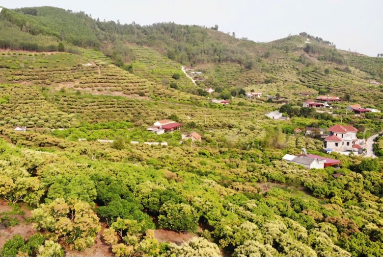 Hoa vải nở trắng đồi, doanh nghiệp tìm đến Bắc Giang ký hợp đồng tiêu thụ- Ảnh 2. Hoa vải nở trắng đồi, doanh nghiệp tìm đến Bắc Giang ký hợp đồng tiêu thụ- Ảnh 2.