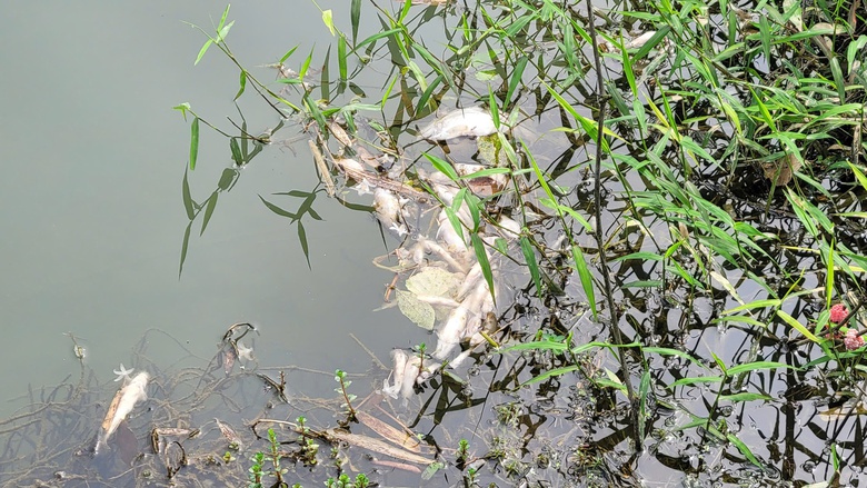 Lấy mẫu nước t&igrave;m nguy&ecirc;n nh&acirc;n c&aacute; chết h&agrave;ng loạt tr&ecirc;n suối &Aacute;c ở H&agrave; Tĩnh- Ảnh 1.