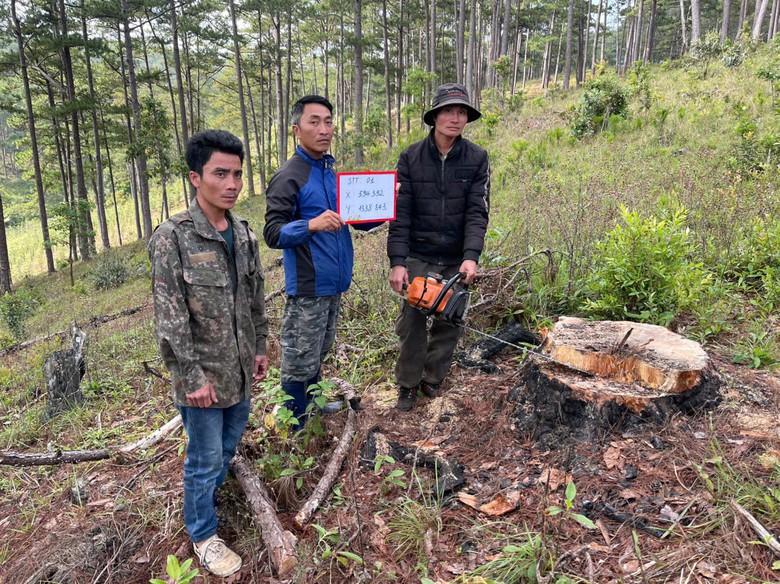 Tạm giữ nh&oacute;m người hạ hơn 30 c&acirc;y th&ocirc;ng trong rừng ph&ograve;ng hộ ở L&acirc;m Đồng- Ảnh 1.