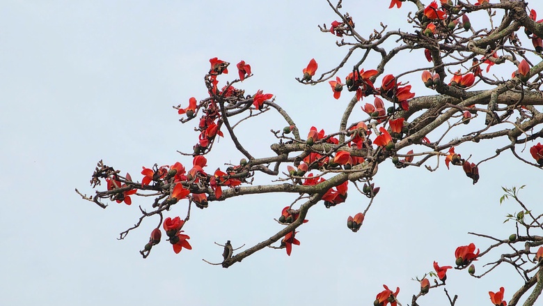 Về nơi &ldquo;một tiếng g&agrave; 3 nơi nghe r&otilde;&rdquo; check-in với c&acirc;y gạo trăm năm- Ảnh 9.