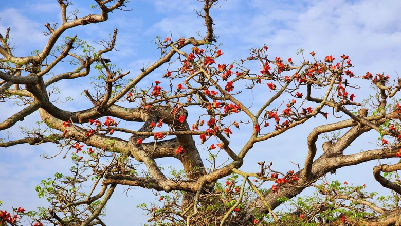 Về nơi &ldquo;một tiếng g&agrave; 3 nơi nghe r&otilde;&rdquo; check-in với c&acirc;y gạo trăm năm- Ảnh 10.