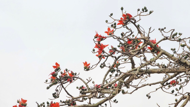 Về nơi &ldquo;một tiếng g&agrave; 3 nơi nghe r&otilde;&rdquo; check-in với c&acirc;y gạo trăm năm- Ảnh 14.