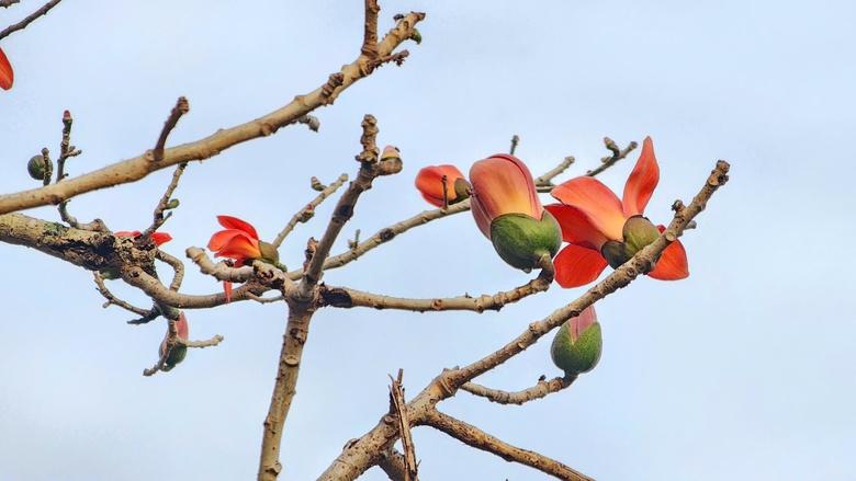 Về nơi &ldquo;một tiếng g&agrave; 3 nơi nghe r&otilde;&rdquo; check-in với c&acirc;y gạo trăm năm- Ảnh 23.