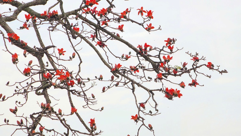 Về nơi &ldquo;một tiếng g&agrave; 3 nơi nghe r&otilde;&rdquo; check-in với c&acirc;y gạo trăm năm- Ảnh 5.