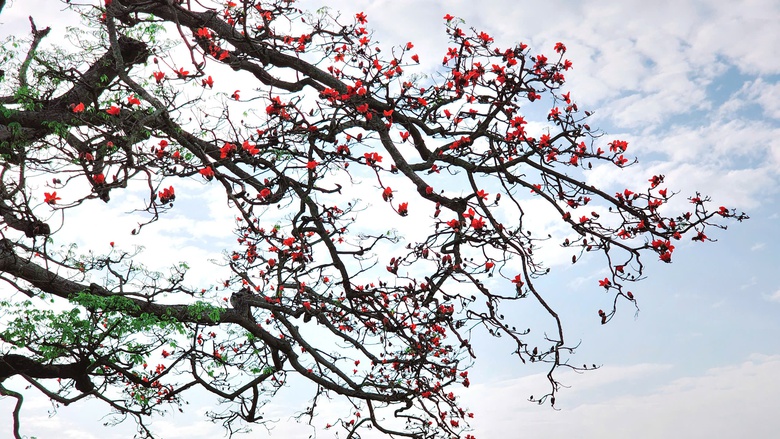 Về nơi &ldquo;một tiếng g&agrave; 3 nơi nghe r&otilde;&rdquo; check-in với c&acirc;y gạo trăm năm- Ảnh 4.