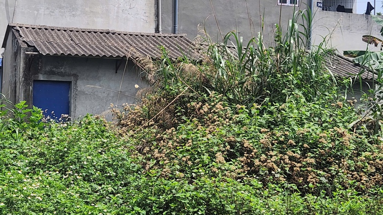 Khu tái định cư di dân vùng thiên tai ở Thái Nguyên 10 năm hoang hóa- Ảnh 4. Khu tái định cư di dân vùng thiên tai ở Thái Nguyên 10 năm hoang hóa- Ảnh 4.