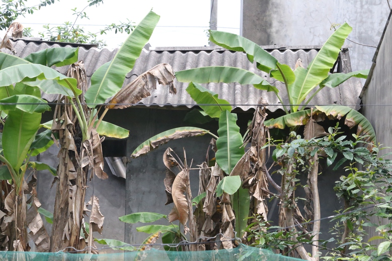 Khu tái định cư di dân vùng thiên tai ở Thái Nguyên 10 năm hoang hóa- Ảnh 3. Khu tái định cư di dân vùng thiên tai ở Thái Nguyên 10 năm hoang hóa- Ảnh 3.