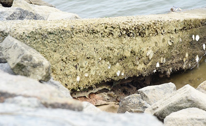 H&agrave; Tĩnh: Sớm c&oacute; phương &aacute;n sửa chữa tuyến đ&ecirc; Hữu Ngh&egrave;n xuống cấp- Ảnh 3.