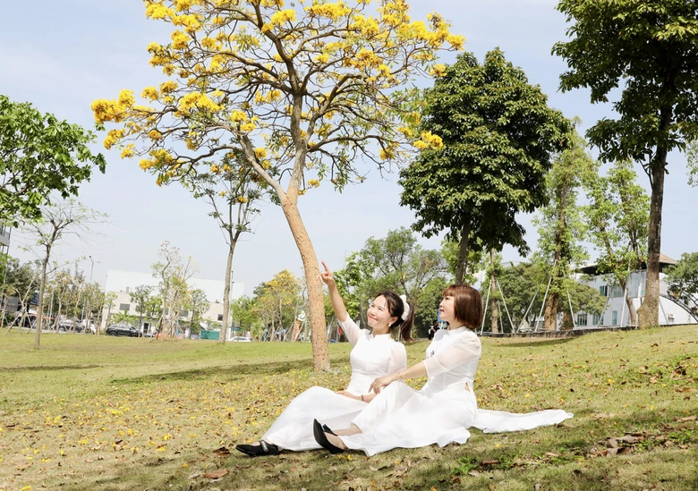 Ph&uacute; Thọ: M&ecirc; mẩn sắc v&agrave;ng rực rỡ của hoa Phong Linh- Ảnh 4.