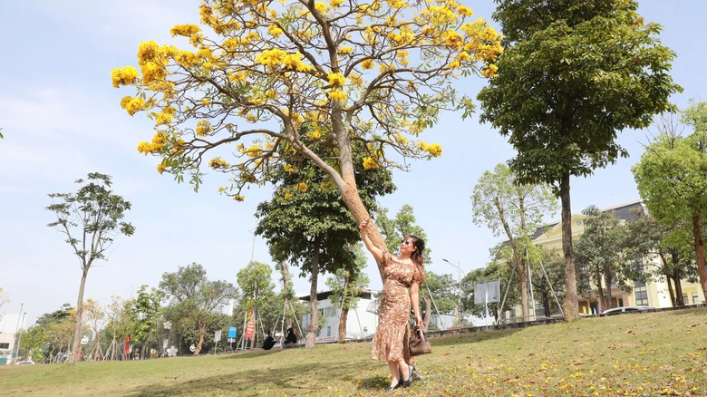 Ph&uacute; Thọ: M&ecirc; mẩn sắc v&agrave;ng rực rỡ của hoa Phong Linh- Ảnh 6.