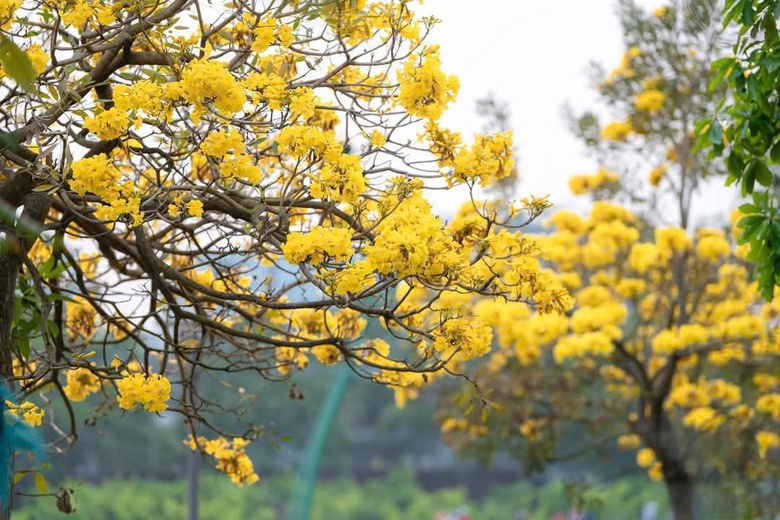 Ph&uacute; Thọ: M&ecirc; mẩn sắc v&agrave;ng rực rỡ của hoa Phong Linh- Ảnh 1.
