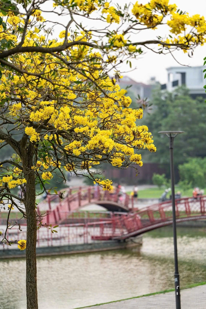 Ph&uacute; Thọ: M&ecirc; mẩn sắc v&agrave;ng rực rỡ của hoa Phong Linh- Ảnh 2.
