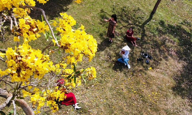 Ph&uacute; Thọ: M&ecirc; mẩn sắc v&agrave;ng rực rỡ của hoa Phong Linh- Ảnh 3.
