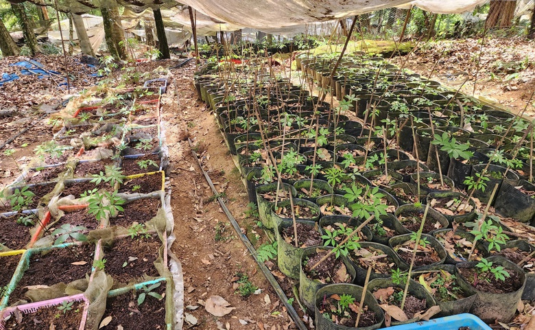 Kon Tum ph&ecirc; quy hoạch khu c&ocirc;ng nghiệp dược liệu gần 220ha tại Đăk T&ocirc;- Ảnh 1.