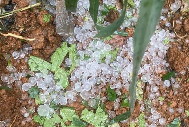 Mộc Ch&acirc;u xuất hiện d&ocirc;ng lốc, mưa đ&aacute;- Ảnh 1.