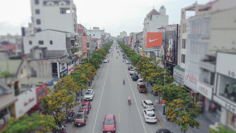 Những con phố v&agrave;ng rực hoa gi&aacute;ng hương ở th&agrave;nh Vinh- Ảnh 9.