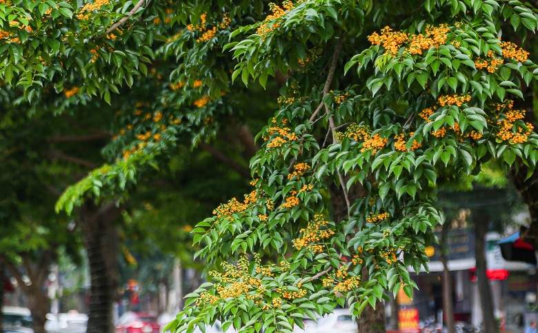 Những con phố v&agrave;ng rực hoa gi&aacute;ng hương ở th&agrave;nh Vinh- Ảnh 2.