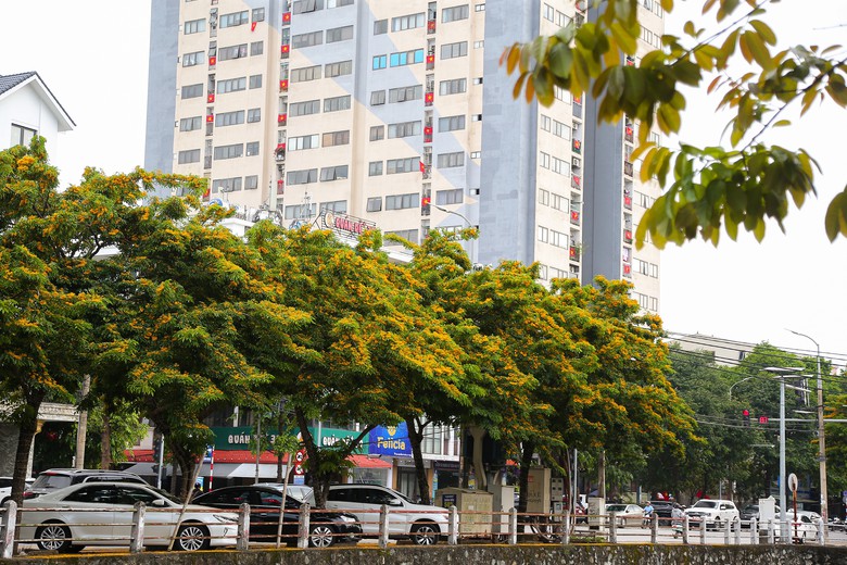 Những con phố v&agrave;ng rực hoa gi&aacute;ng hương ở th&agrave;nh Vinh- Ảnh 1.