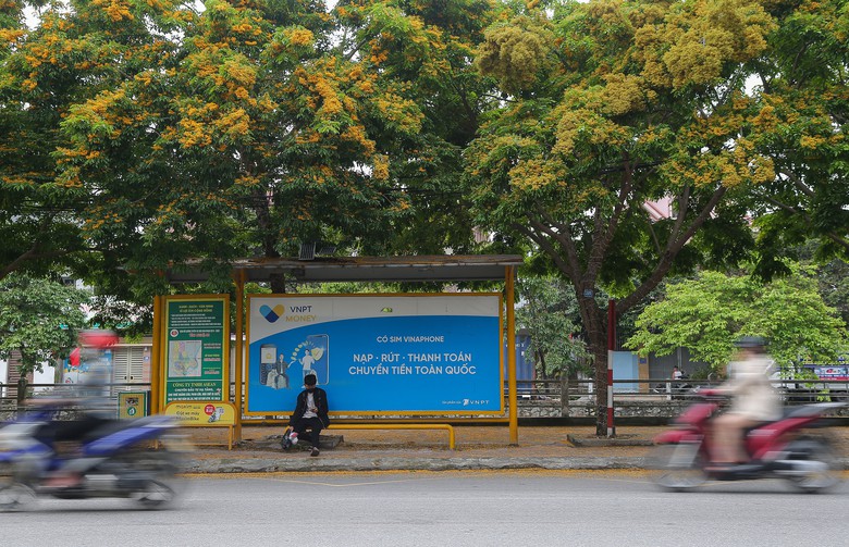 Những con phố v&agrave;ng rực hoa gi&aacute;ng hương ở th&agrave;nh Vinh- Ảnh 8.