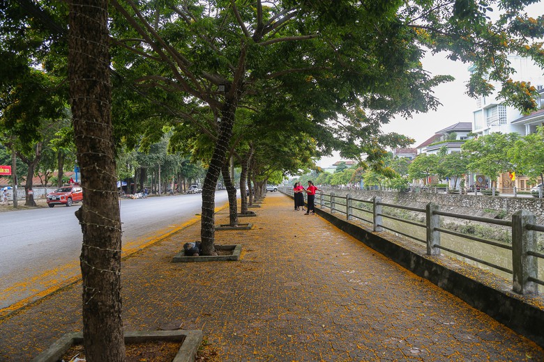 Những con phố v&agrave;ng rực hoa gi&aacute;ng hương ở th&agrave;nh Vinh- Ảnh 4.