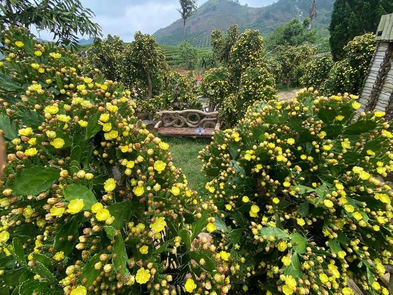 Độc đáo vườn xương rồng cổ thụ hoa vàng rực rỡ "hút" giới trẻ đến Mộc Châu- Ảnh 8. Độc đáo vườn xương rồng cổ thụ hoa vàng rực rỡ "hút" giới trẻ đến Mộc Châu- Ảnh 8.