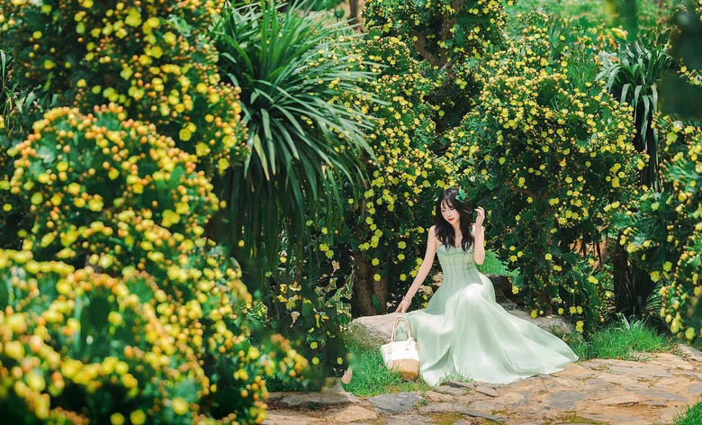 Độc đáo vườn xương rồng cổ thụ hoa vàng rực rỡ "hút" giới trẻ đến Mộc Châu- Ảnh 7. Độc đáo vườn xương rồng cổ thụ hoa vàng rực rỡ "hút" giới trẻ đến Mộc Châu- Ảnh 7.