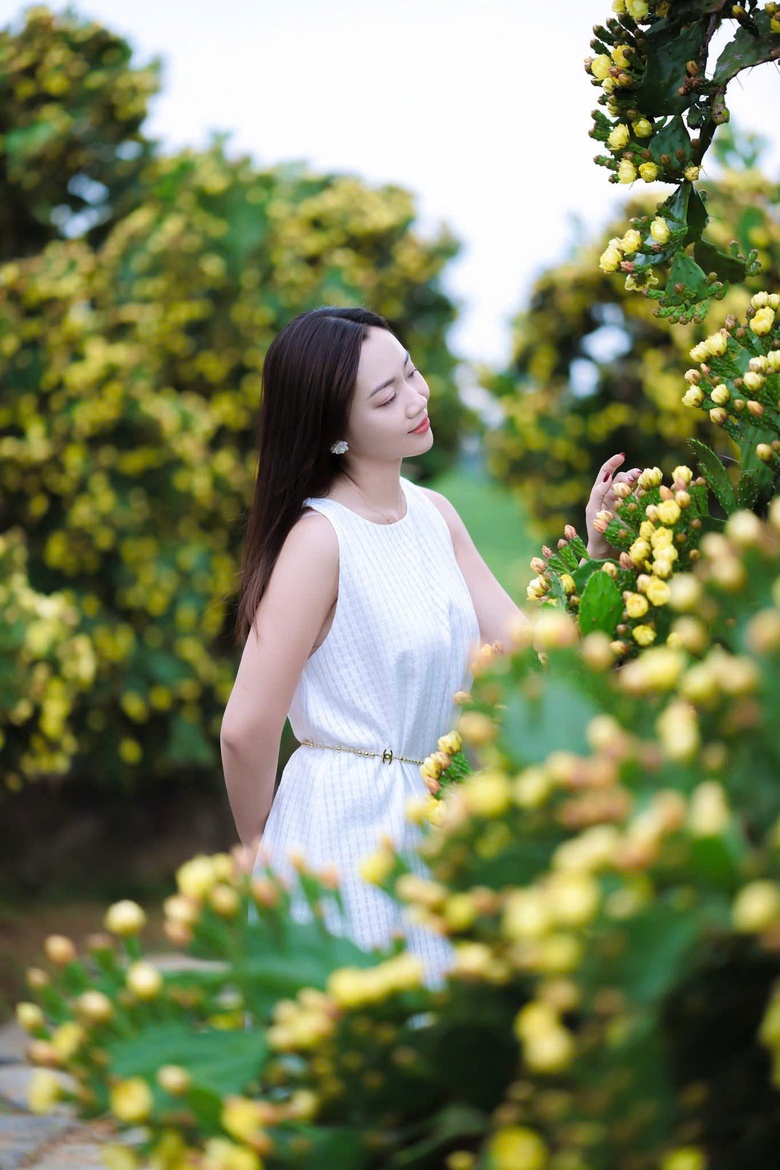 Độc đáo vườn xương rồng cổ thụ hoa vàng rực rỡ "hút" giới trẻ đến Mộc Châu- Ảnh 5. Độc đáo vườn xương rồng cổ thụ hoa vàng rực rỡ "hút" giới trẻ đến Mộc Châu- Ảnh 5.