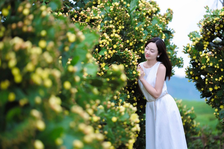 Độc đáo vườn xương rồng cổ thụ hoa vàng rực rỡ "hút" giới trẻ đến Mộc Châu- Ảnh 9. Độc đáo vườn xương rồng cổ thụ hoa vàng rực rỡ "hút" giới trẻ đến Mộc Châu- Ảnh 9.