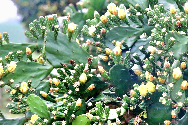 Độc đáo vườn xương rồng cổ thụ hoa vàng rực rỡ "hút" giới trẻ đến Mộc Châu- Ảnh 2. Độc đáo vườn xương rồng cổ thụ hoa vàng rực rỡ "hút" giới trẻ đến Mộc Châu- Ảnh 2.