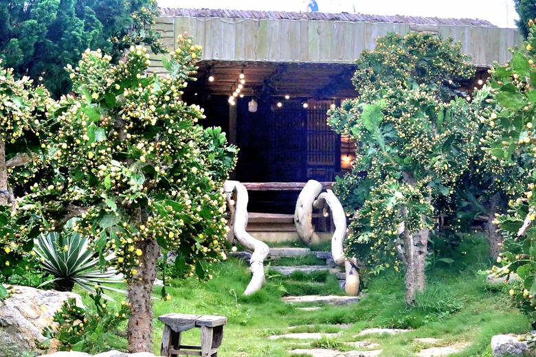 Độc đáo vườn xương rồng cổ thụ hoa vàng rực rỡ "hút" giới trẻ đến Mộc Châu- Ảnh 13. Độc đáo vườn xương rồng cổ thụ hoa vàng rực rỡ "hút" giới trẻ đến Mộc Châu- Ảnh 13.