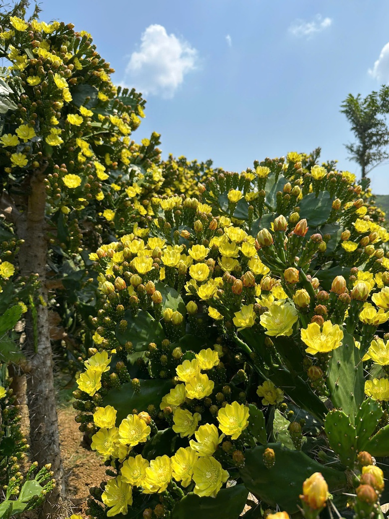 Độc đáo vườn xương rồng cổ thụ hoa vàng rực rỡ "hút" giới trẻ đến Mộc Châu- Ảnh 16. Độc đáo vườn xương rồng cổ thụ hoa vàng rực rỡ "hút" giới trẻ đến Mộc Châu- Ảnh 16.