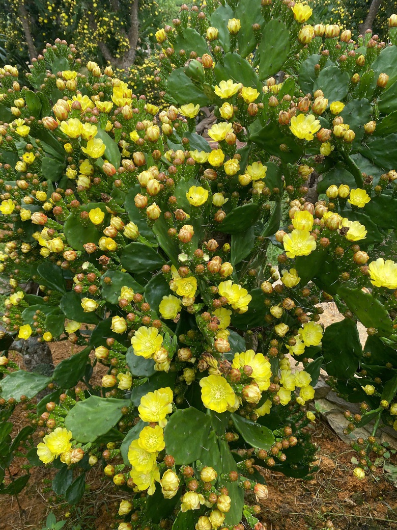 Độc đáo vườn xương rồng cổ thụ hoa vàng rực rỡ "hút" giới trẻ đến Mộc Châu- Ảnh 15. Độc đáo vườn xương rồng cổ thụ hoa vàng rực rỡ "hút" giới trẻ đến Mộc Châu- Ảnh 15.