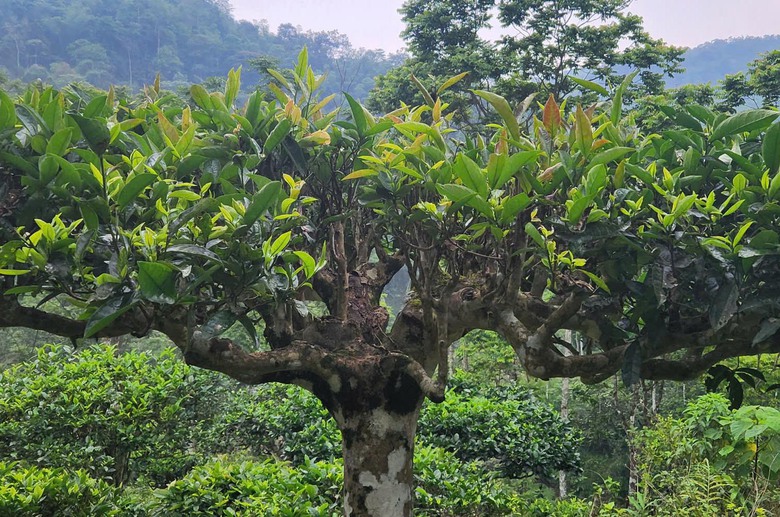 Cuộc sống đổi thay nhờ cây chè trăm tuổi ở Sơn La- Ảnh 2. Cuộc sống đổi thay nhờ cây chè trăm tuổi ở Sơn La- Ảnh 2.