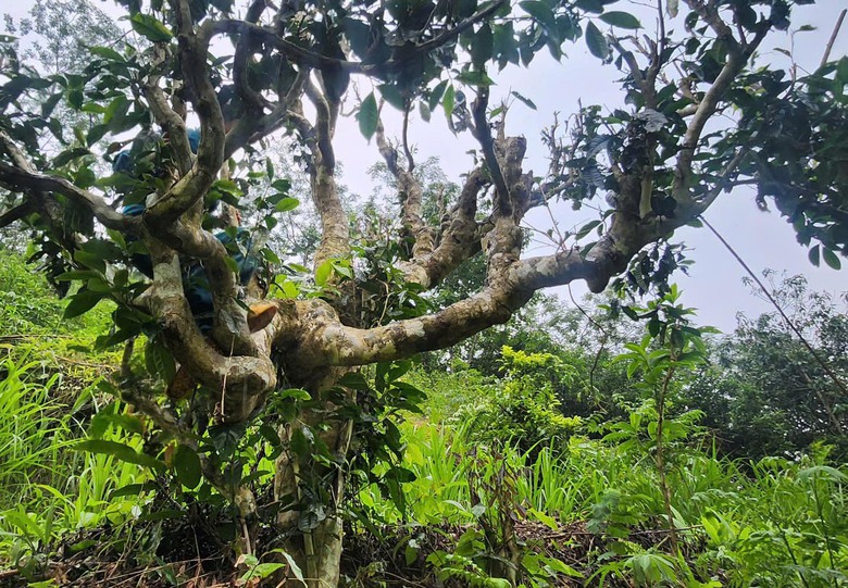 Cuộc sống đổi thay nhờ cây chè trăm tuổi ở Sơn La- Ảnh 12. Cuộc sống đổi thay nhờ cây chè trăm tuổi ở Sơn La- Ảnh 12.