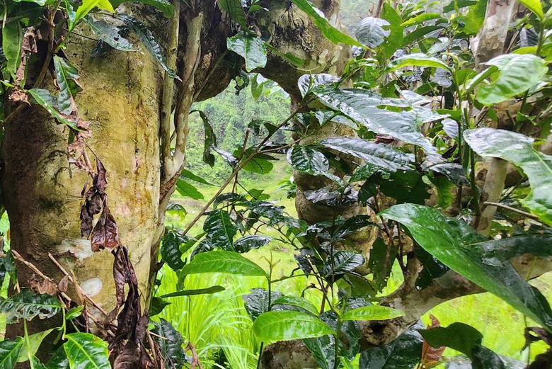 Cuộc sống đổi thay nhờ cây chè trăm tuổi ở Sơn La- Ảnh 11. Cuộc sống đổi thay nhờ cây chè trăm tuổi ở Sơn La- Ảnh 11.