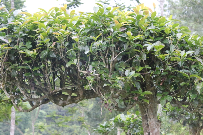 Cuộc sống đổi thay nhờ cây chè trăm tuổi ở Sơn La- Ảnh 3. Cuộc sống đổi thay nhờ cây chè trăm tuổi ở Sơn La- Ảnh 3.