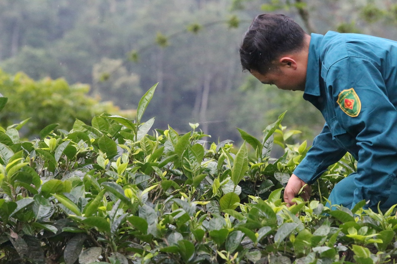 Cuộc sống đổi thay nhờ cây chè trăm tuổi ở Sơn La- Ảnh 10. Cuộc sống đổi thay nhờ cây chè trăm tuổi ở Sơn La- Ảnh 10.