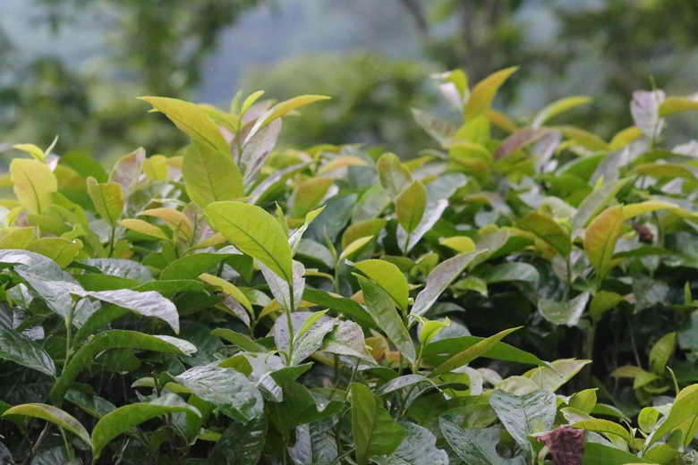 Cuộc sống đổi thay nhờ cây chè trăm tuổi ở Sơn La- Ảnh 8. Cuộc sống đổi thay nhờ cây chè trăm tuổi ở Sơn La- Ảnh 8.