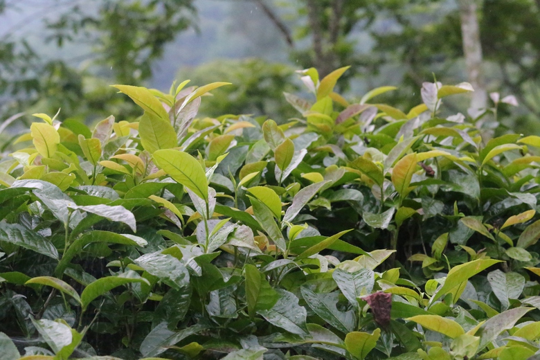 Cuộc sống đổi thay nhờ cây chè trăm tuổi ở Sơn La- Ảnh 16. Cuộc sống đổi thay nhờ cây chè trăm tuổi ở Sơn La- Ảnh 16.