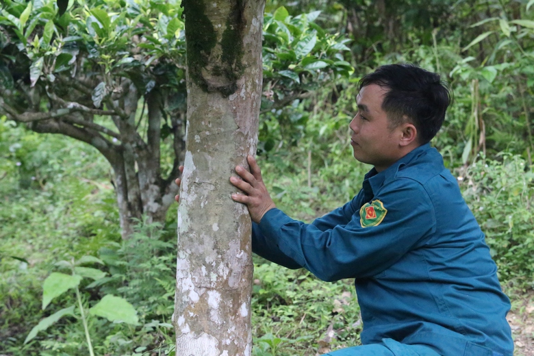 Cuộc sống đổi thay nhờ cây chè trăm tuổi ở Sơn La- Ảnh 9. Cuộc sống đổi thay nhờ cây chè trăm tuổi ở Sơn La- Ảnh 9.